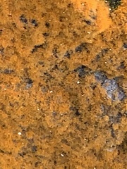 Xanthomendoza weberi