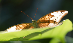 Tanaecia julii odilina