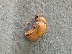 Papilionoidea