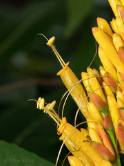 Sanchezia parvibracteata