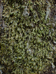 Homalia trichomanoides