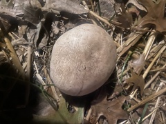 Calvatia cyathiformis