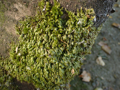 Homalia trichomanoides