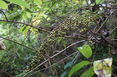 Stachyurus himalaicus