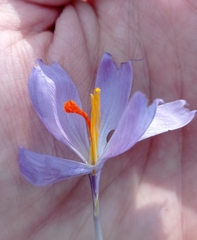 Crocus