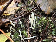 Clavaria falcata