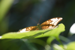Tanaecia julii odilina