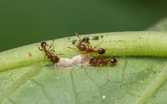 Tetramorium bicarinatum