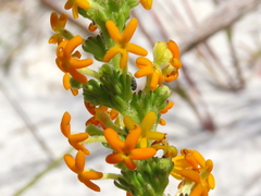 Manulea tomentosa