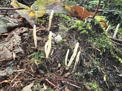 Clavaria falcata