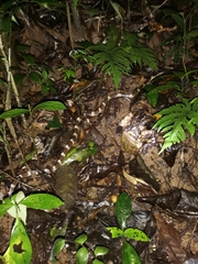 Bungarus multicinctus wanghaotingi