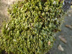 Homalia trichomanoides