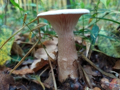 Infundibulicybe geotropa