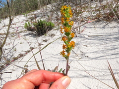 Manulea tomentosa