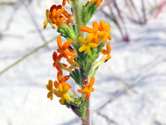 Manulea tomentosa