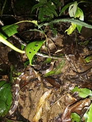Bungarus multicinctus wanghaotingi