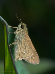 Borbo cinnara