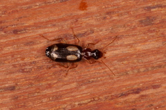 Dromius quadrimaculatus