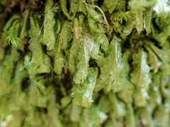 Homalia trichomanoides