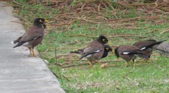 Acridotheres tristis