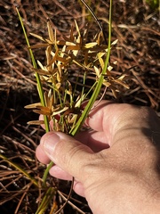 Cyperus lecontei