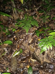 Bungarus multicinctus wanghaotingi