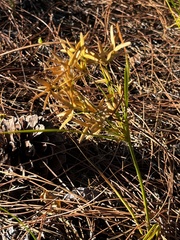 Cyperus lecontei