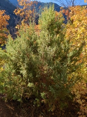 Juniperus scopulorum