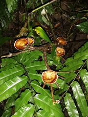 Microporus xanthopus