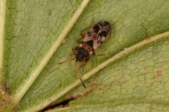 Scolopostethus affinis