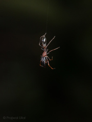 Myrmarachne melanocephala