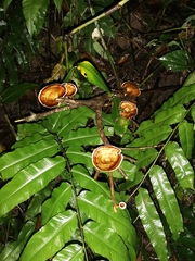 Microporus xanthopus