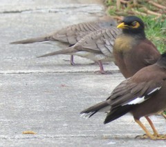 Acridotheres tristis