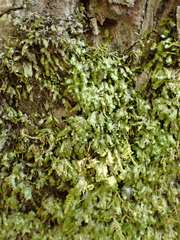 Homalia trichomanoides