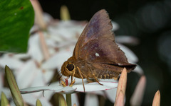 Hasora badra