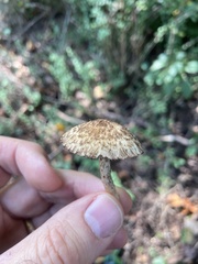 Lacrymaria echiniceps