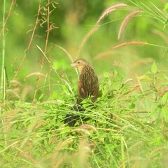 Centropus bengalensis