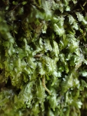 Homalia trichomanoides