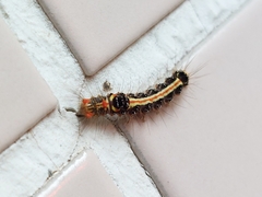 Orvasca subnotata