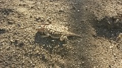 Phrynosoma coronatum