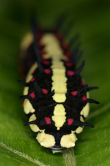 Papilio clytia