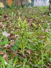 Cephalanthera damasonium