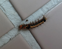 Orvasca subnotata