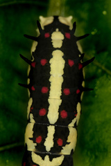 Papilio clytia