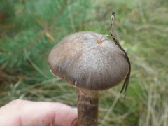 Chroogomphus rutilus