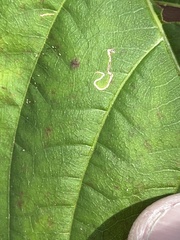 Mompha solomoni