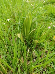 Himantoglossum hircinum