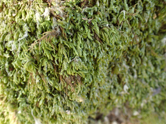 Homalia trichomanoides