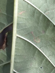 Mompha solomoni