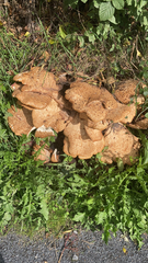 Cerioporus squamosus